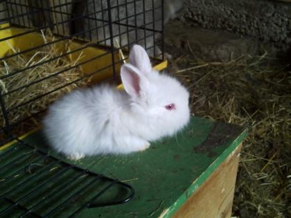 Löwenkopfbabies in Gute Hände abzugeben