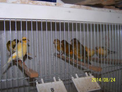 Schöne  Farbkanarienvögel