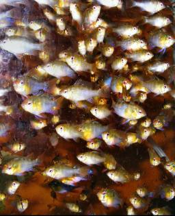 Wg. Umstellung verschieden große Zierfisch-Anlagen supergünstig zu verkaufen!