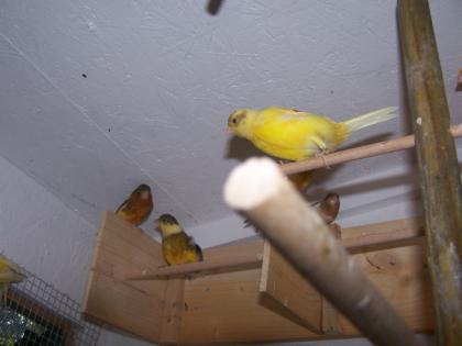 Schöne  Farbkanarienvögel
