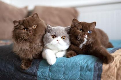 Wunderschöne britische Kurzhaarkätzchen