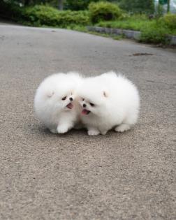 Pomeranian Spitz Welpen