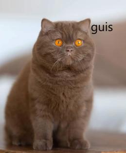 Wunderschöne britische Kurzhaarkätzchen