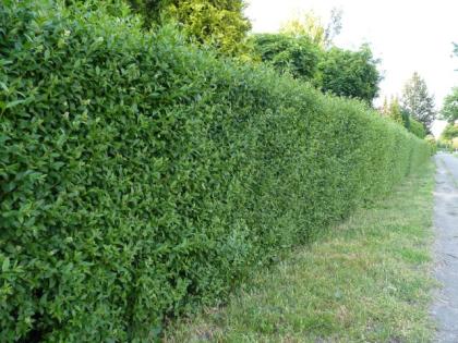 Ligusterhecke/Liguster  50-80cm groß, Freilandware