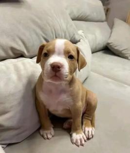 American Pitbull-Welpe (Blue-Line)