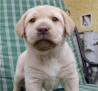 3 Labradorwelpen suchen noch IHRE Familie