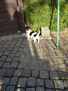 Verschmuster Jack Russel 