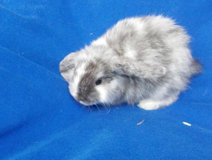 NHD-Miniwidderchen aus liebevoller Hobbyzucht