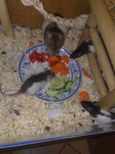 Ratten abzugeben- Jungtiere