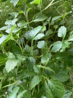 BIO Kraut der Unsterblichkeit (Jiaogulan)  in Vulkanerde gezogen 