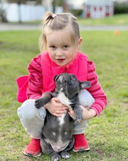 Schöne Französische Bulldoggen-Welpen, 
