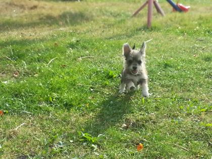 4 Chihuahua suchen liebevolles Zuhause