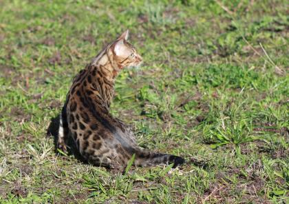 Bengalkatzen,Bengalkatze,Bengalkater