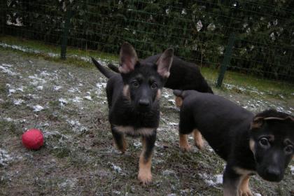 Schäferhundwelpen gerader Rücken mit Roten SV Papieren , vom Züchter 