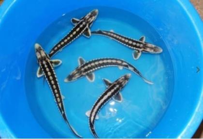 Koi - Teichfische - Besatzfische // Fischfarm Eske