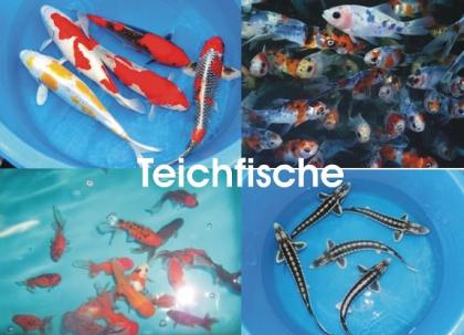 Koi - Teichfische - Besatzfische // Fischfarm Eske