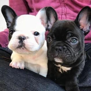Gesunde französische Bulldoggenwelpen zu verkaufen