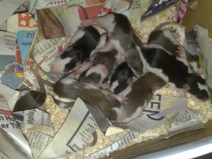 Ratten abzugeben- Jungtiere