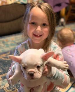 Schöne Französische Bulldoggen-Welpen, 