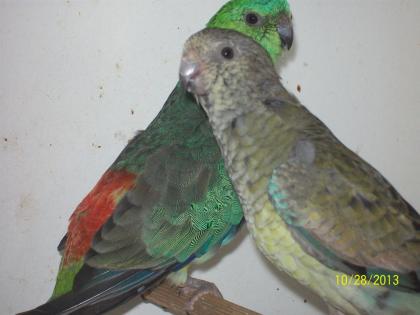 Verkaufe wegen Zuchtumstellung 3 Paare Singsittiche aus Aussenvolierenhaltung