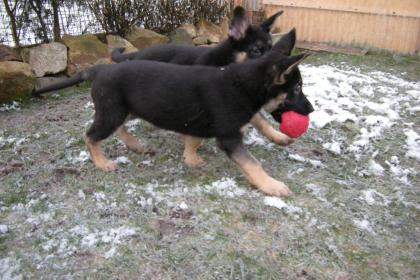 Schäferhundwelpen gerader Rücken mit Roten SV Papieren , vom Züchter 