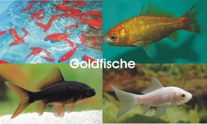 Koi - Teichfische - Besatzfische // Fischfarm Eske