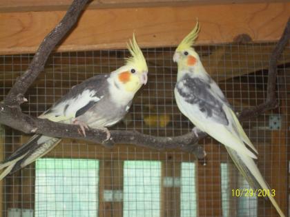 Verkaufe zuchtreife Nymphensittiche und neues Vogelzubehör