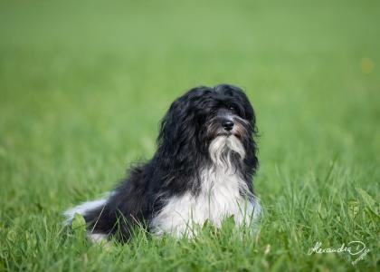 Typvoller Havaneser-Deckrüde