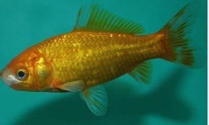 Koi - Teichfische - Besatzfische // Fischfarm Eske
