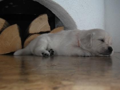 Wir haben 9 wunderschöne Golden Retriever Welpen