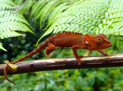 Madagaskar - Reise in die Gewürzregion SAVA 2021