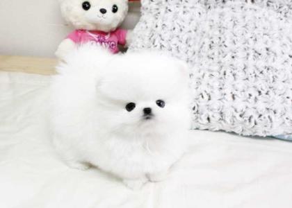 Schön Pomeranian-Zwerg-Spitz-Welpe