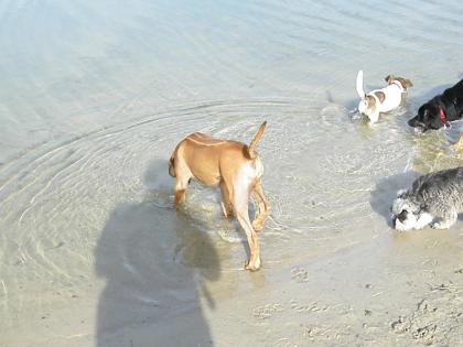 Hundeschule   Mensch & Hund im Einklang   
