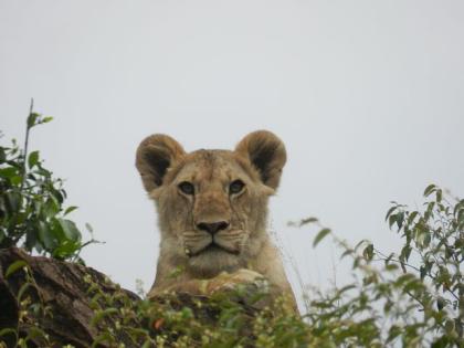 Kenia Rundreise nur für Frauen, Lady Safaris