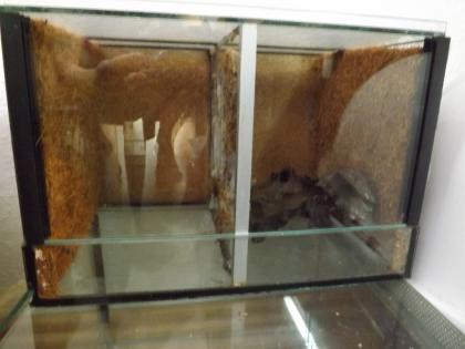 20- 25 Terrarien Abzugeben