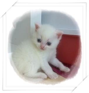 Zauberhafte BKH Polarbärchen