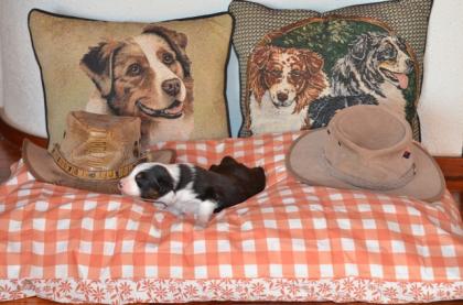 Australian-shepherd-puppies.de Welpen sind am 30.12.2021 geboren. Abgabe im März