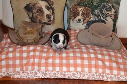Australian-shepherd-puppies.de Welpen sind am 30.12.2021 geboren. Abgabe im März
