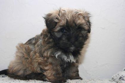 Bolonka Zwetna Welpen ab sofort abzugeben 