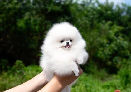 Pomeranian Spitz Welpen