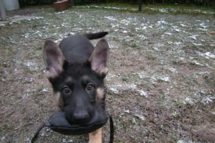 Schäferhundwelpen gerader Rücken mit Roten SV Papieren , vom Züchter 