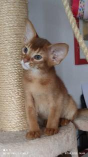 Ein bezauberndes reinrassiges sehr verschmustes Abessinier Kitten mit Stammbaum