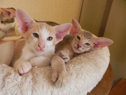 Wunderschöne Orientalenkitten mit Papiere suchen ab sofort ein neues zu Hause!