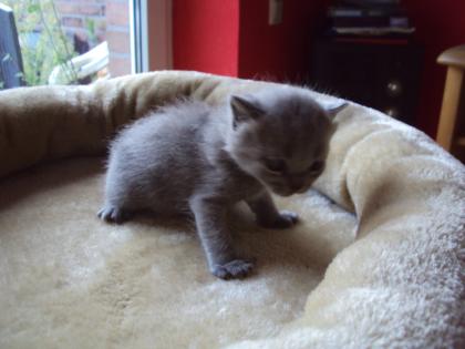 2 kleine blaue Britenbärchen suchen ab Oktober Schmusepersonal