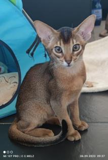 2 bezaubernde reinrassige Abessinier Kitten mit Stammbaum / Abstammungsurkunde