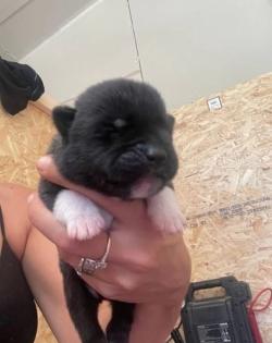 Exhibition Show Standard Champion Bloodline Akita Welpe