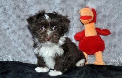 Bolonka-Zwetna-Welpen