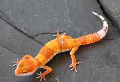 Leopardgeckos HP AKTUALISIERT