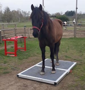 Die Pferdewaage kommt zu Dir in den Stall. Jetzt schon einen Termin für das Früh