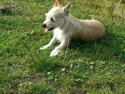 4 Chihuahua suchen liebevolles Zuhause